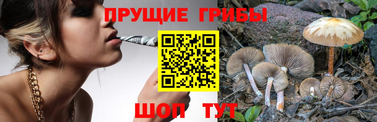 Псилоцибиновые грибы Cubensis Пугачёв